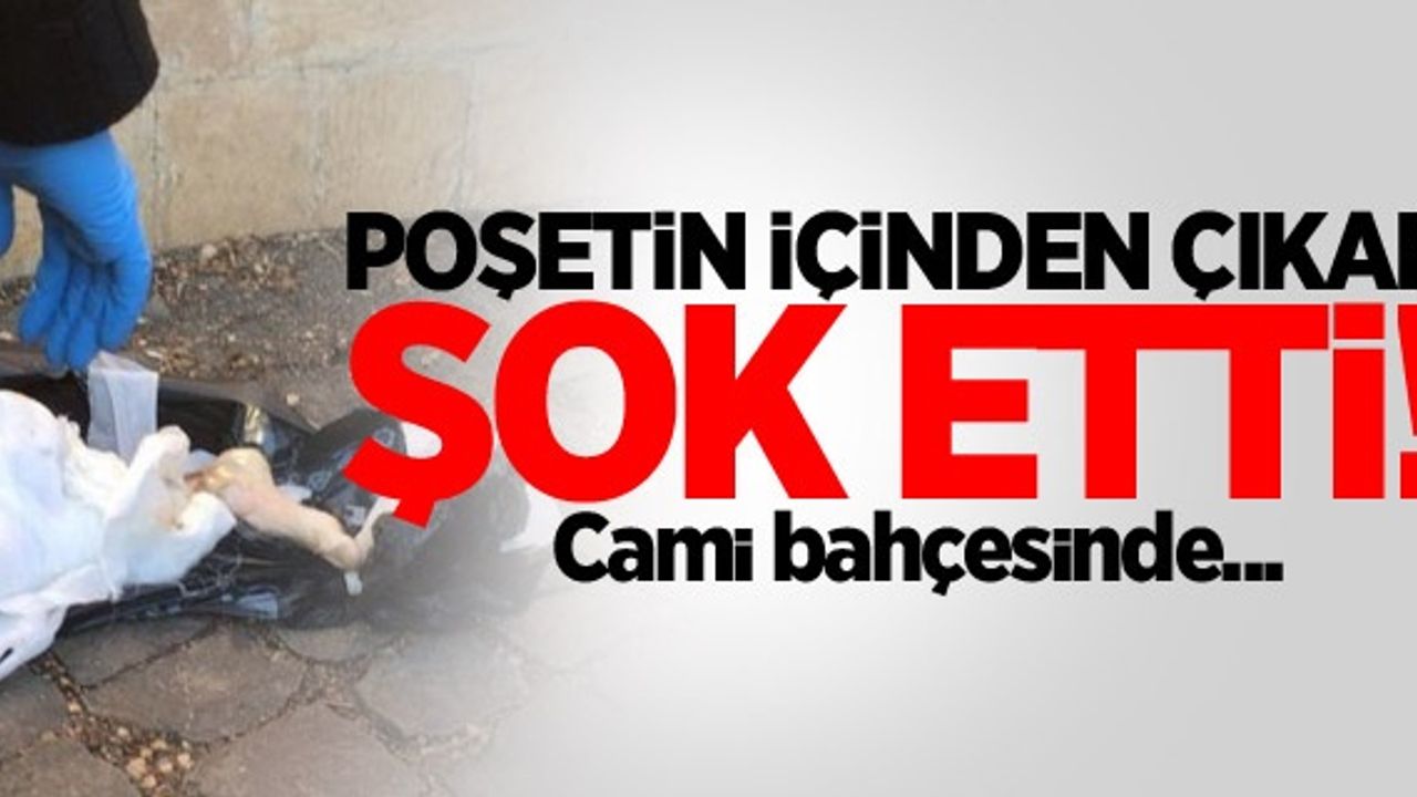 Poşetin içinden çıkan şok etti! Cami bahçesinde...