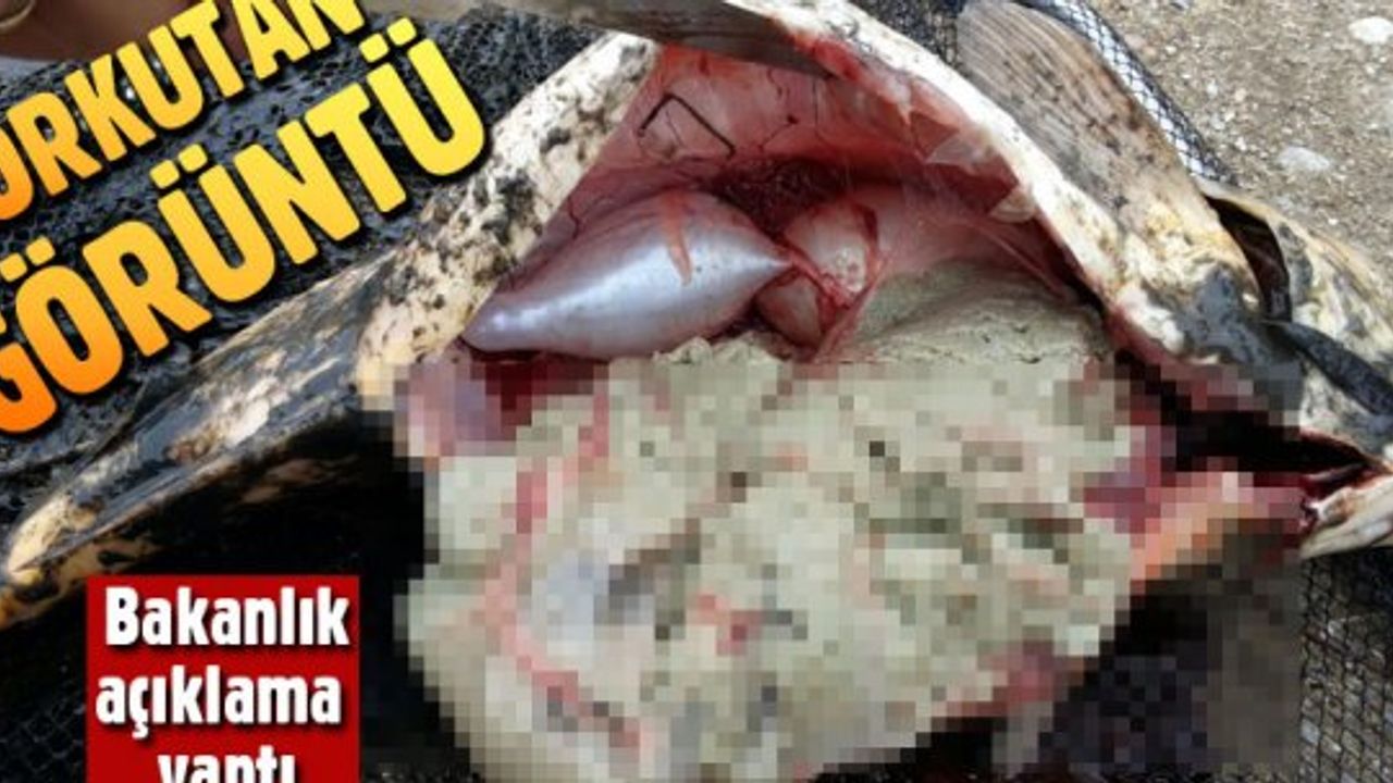 Eskişehir’deki korkutan balık ölümleri araştırılıyor