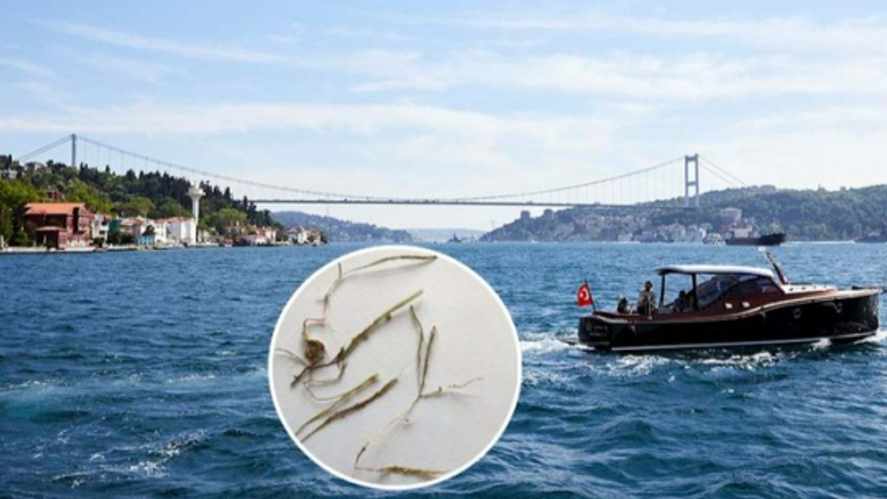 Katil yosun alarmı: Marmara’da görüldü… Karadeniz’e doğru yayılıyor!