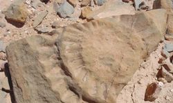 Şili'de 160 milyon yıl önceye ait 'uçan ejderha' fosili bulundu