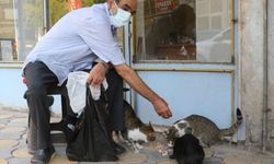 'Oğlum ve kızım' dedi sayıları 200'ü buluyor Malatya'da emekli maaşıyla onları besliyor