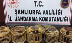 Jandarmadan keklik avcılarına suçüstü