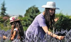 Afşin, lavanta tarlalarıyla turizme kapı aralıyor