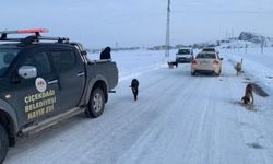 Sokak köpeklerini soğuk havada zehirleyip ölüme terk ettiler