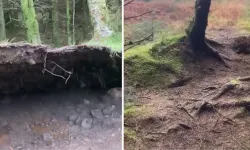 Köpeğiyle ormana yürüyüşe giden adam hayatının şokunu yaşadı!