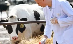 Tarımsal girdi Mart'ta yükseldi... Veteriner harcamaları revaçta