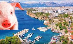 Antalya'da domuz eti skandalı! Tarım ve Orman Bakanlığı ifşa etti