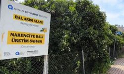 Antalya'da 'Narenciye Balı' koruma altında