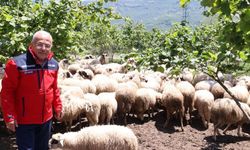 Başkan Güler: Dağıtımını yaptığımız hayvanları kendimiz yetiştiriyoruz