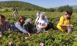 Isparta’ya gül turizminde bu yıl rekor ziyaretçi bekleniyor