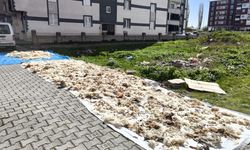 Kars’ta yün yıkama geleneği devam ediyor