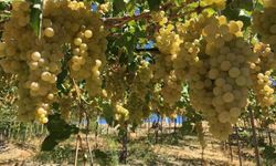 Kaş’ın ilk tescilli ürünü Margaz üzümü oldu