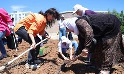 'Kent Kadın Bostanları' projesi Mardin Artuklu’da hayata geçti