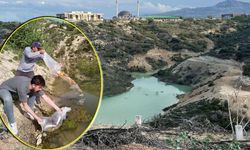 MAKÜ'de ekolojik yaşam alanındaki gölete bin balık bırakıldı