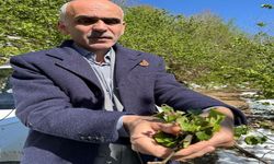 Nurittin Karan: Fındık üretim rekoltesi 450 bin tonu geçmez