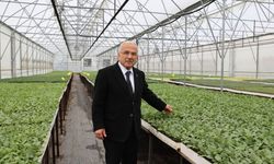 Ordu Büyükşehir, 5 yılda 4 milyon sebze fidesi dağıttı