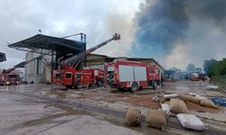 Son dakika... Sakarya’da fındık fabrikasında yangın