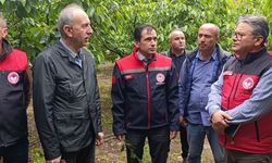 Tarım uzmanları Amasya’da don hasarını yerinde inceledi