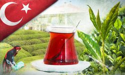 Tarım ve Orman Bakanlığı 2025 yaş çay alım fiyatını açıkladı
