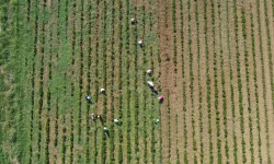 Kocaeli’de tıbbi ve aromatik bitkiler hasada hazırlanıyor