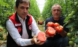 Amasya’da domates hasadı başladı