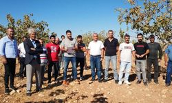 Batman’da Siirt Antep Fıstığına bilimsel takip