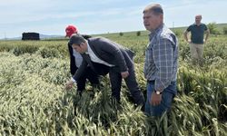 CHP Keşan AK Partilileri tarlaya davet etti!