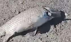 Eğirdir Gölü’nde balık ölümleri devam ediyor