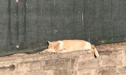 Güneşli havada keyif yapan kedi, okul duvarında dinlenmeye çekildi