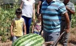 Manavgat'ta dev karpuz! 58 kiloya ulaştı