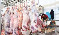Mezbahada 250 büyükbaş kurban kesimi gerçekleştirildi