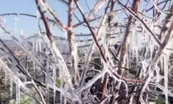 Zirai Don Komisyonu saha ziyaretlerine devam ediyor: Üretici zararı raporlanıyor