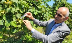 2025 Serbest Piyasa Fındık Fiyatını TMO Belirleyecek