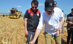 Amasya Gökhöyük Tarım İşletmesi’nde 2025 yılının ilk buğday hasadı gerçekleştirildi