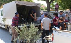 Antalya Büyükşehir Belediyesi'nden 19 ilçeye 40 bin zeytin fidanı desteği