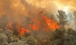Avrupa, kavurucu sıcaklar ve yangınlarla mücadele ediyor