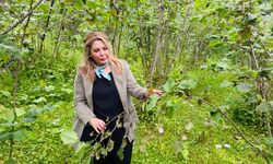 Elvan Işık Gezmiş; Fındık alan bazlı destek yükseltilmeli