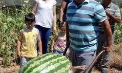 Manavgat'ta dev karpuz! 58 kiloya ulaştı