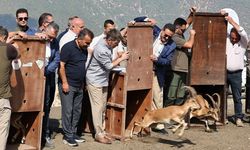 Amasya’da 5 yaban keçisi doğaya salındı
