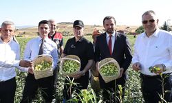 Amasya'nın çeyrek altını "çiçek bamyası" hasadı başladı