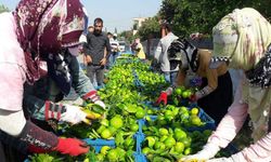 Hatay'da 'Erkenci mandalina' hasadı başladı