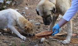 İzmir’de hayvan katliamı: 10 köpek ve 5 kedi zehirlenerek öldürüldü