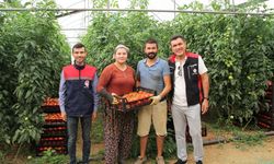 Kırmızı Bereket Atabey seralarında!