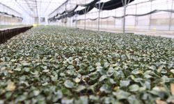 Kışlık fideler üretici ile buluşmak için gün sayıyor