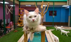 Van kedileri yazı klimalı odalarda ve havuzda geçiriyor