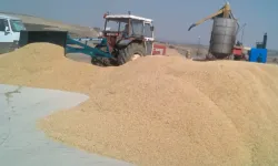 Çeltik maliyeti belli oldu... 1 kg çeltik 41,80 TL