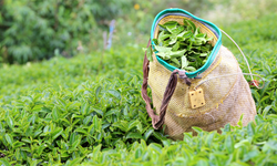 Çaydan zeytinyağına kadar hileli ürünler ortaya çıktı: Bakanlık ifşa etti