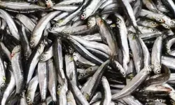 Egeli balıkçılar sezona bereketle başladı