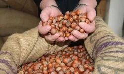 Giresun kalite fındık bugün 270 TL