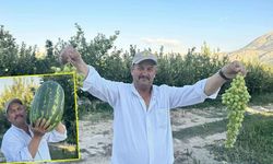Senirkentli çiftçiler dev karpuzlarla rekor kırıyor